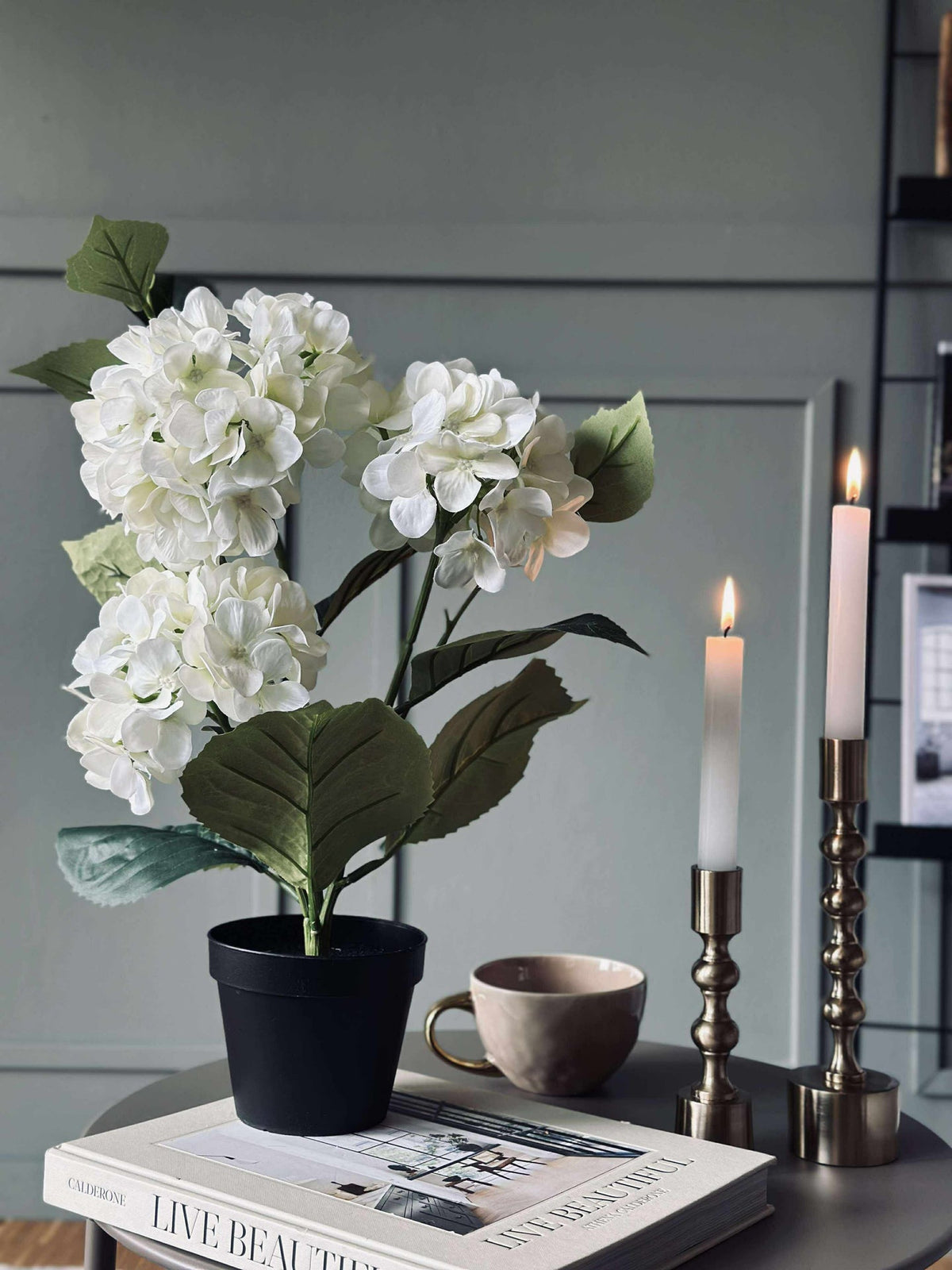Hortensia in pot - Wit