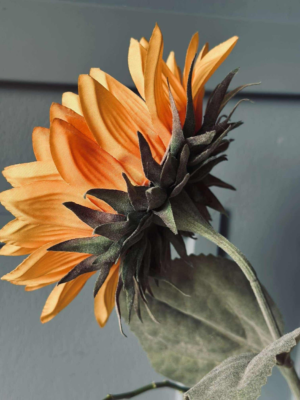 Zonnebloem