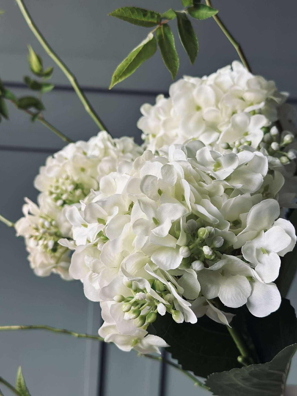 Hortensia Wit