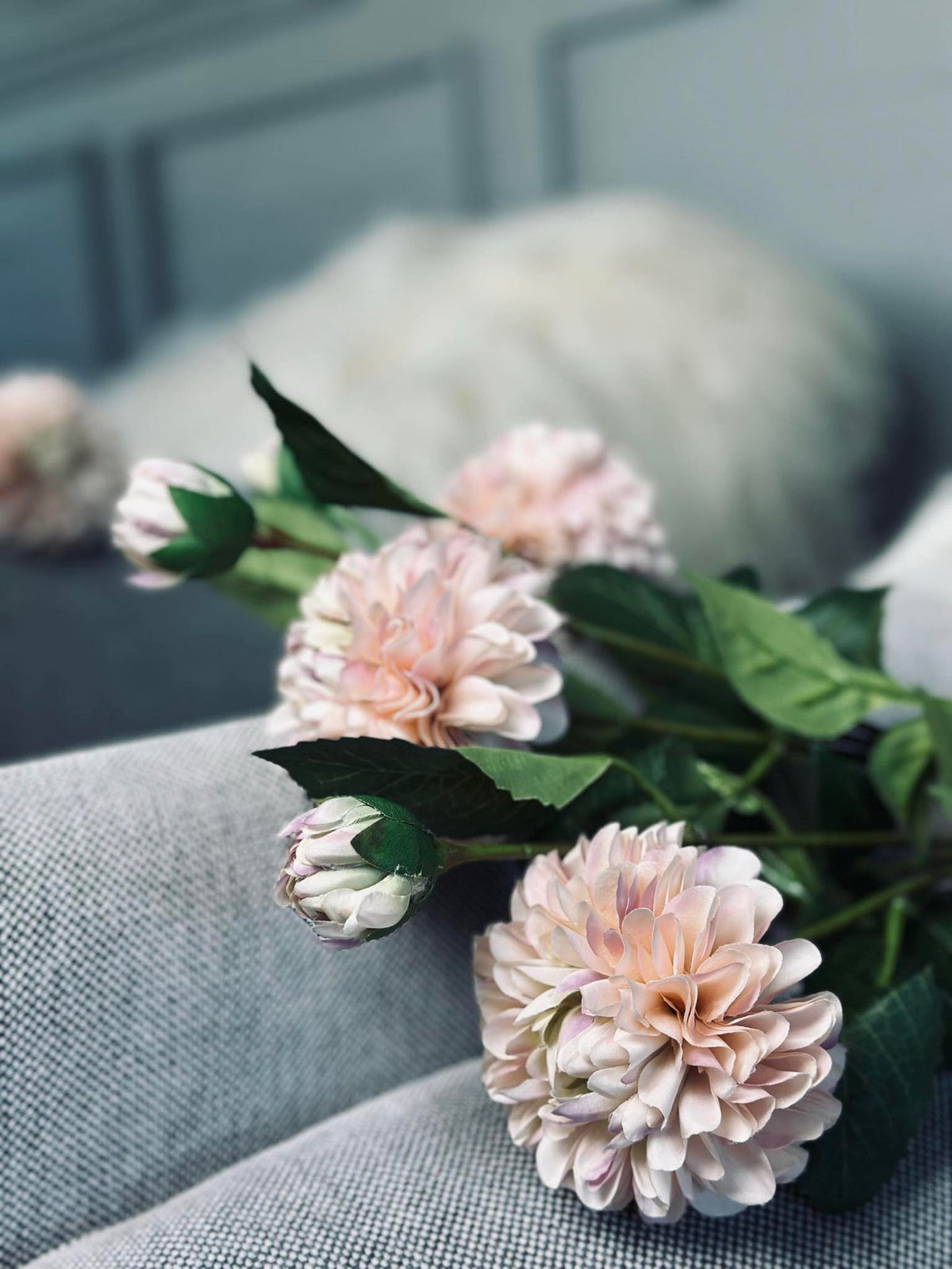 Bloem Dahlia