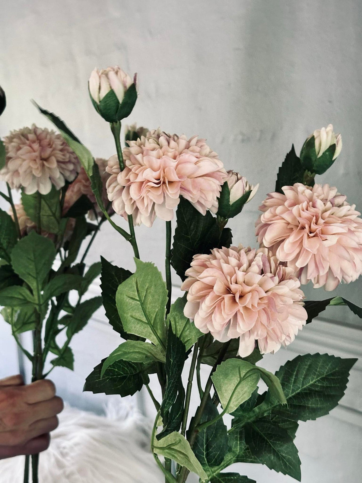 Bloem Dahlia
