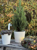 Bloempot met ribbels - Wit