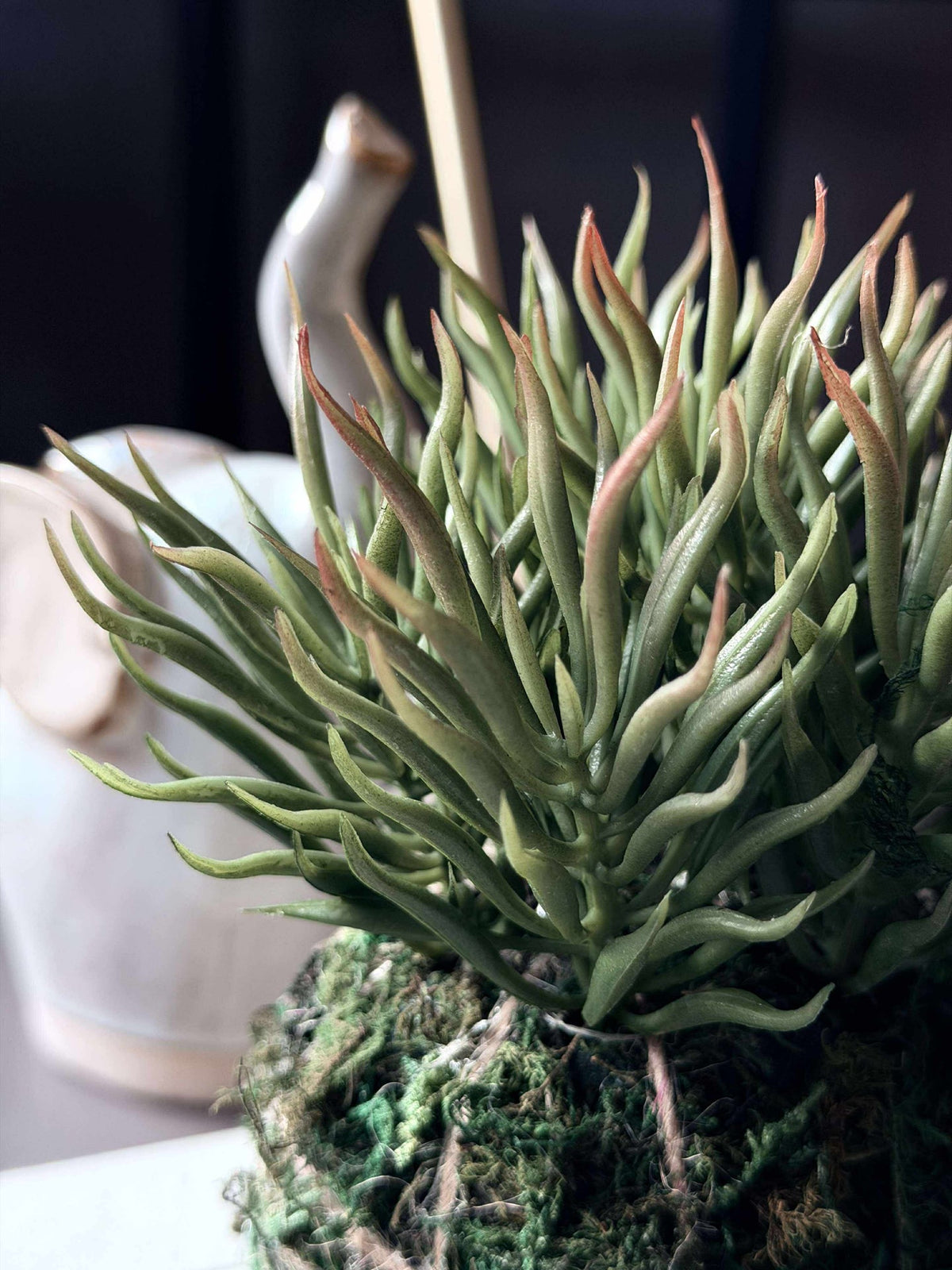 Bloem vetplant mosbal