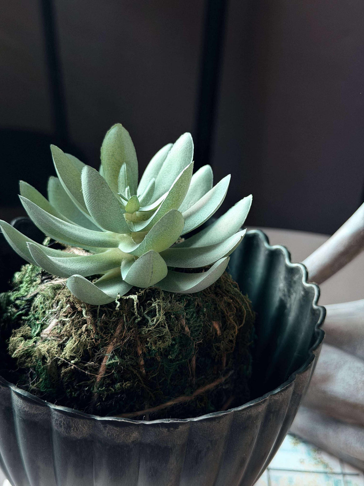 Bloem vetplant mosbal