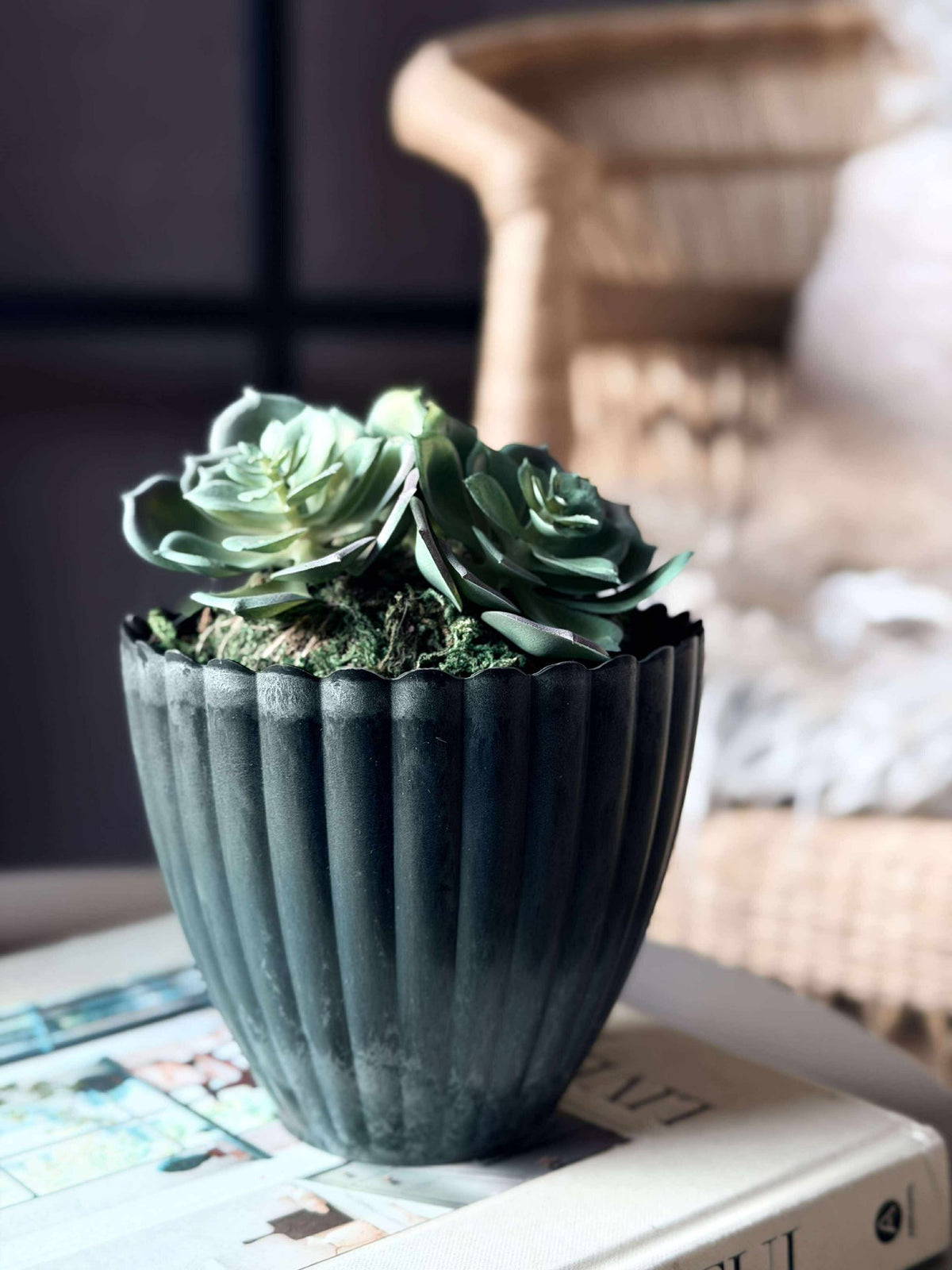 Bloem huislook mosbol