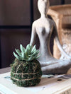 Bloem vetplant mosbal