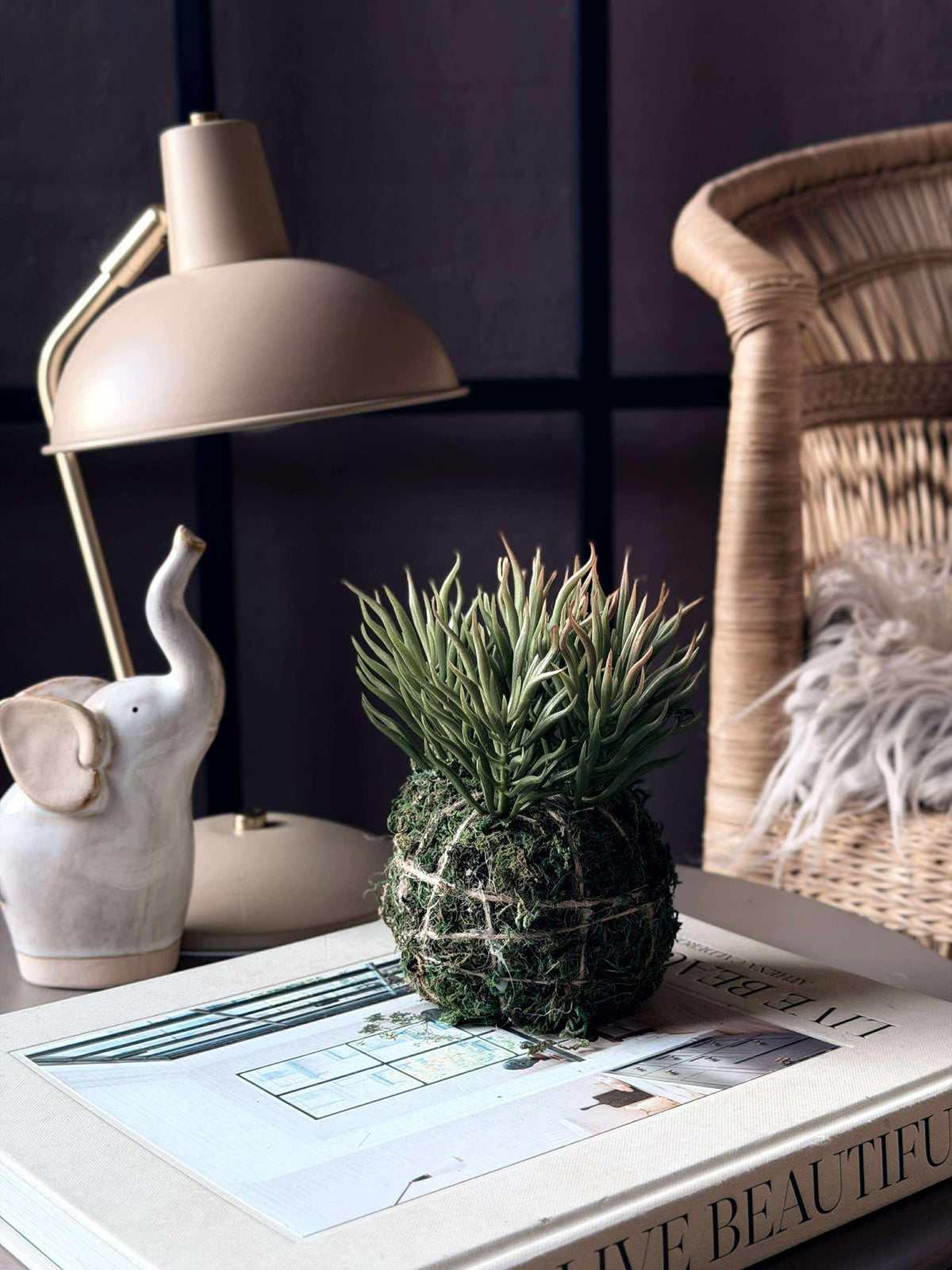 Bloem vetplant mosbal