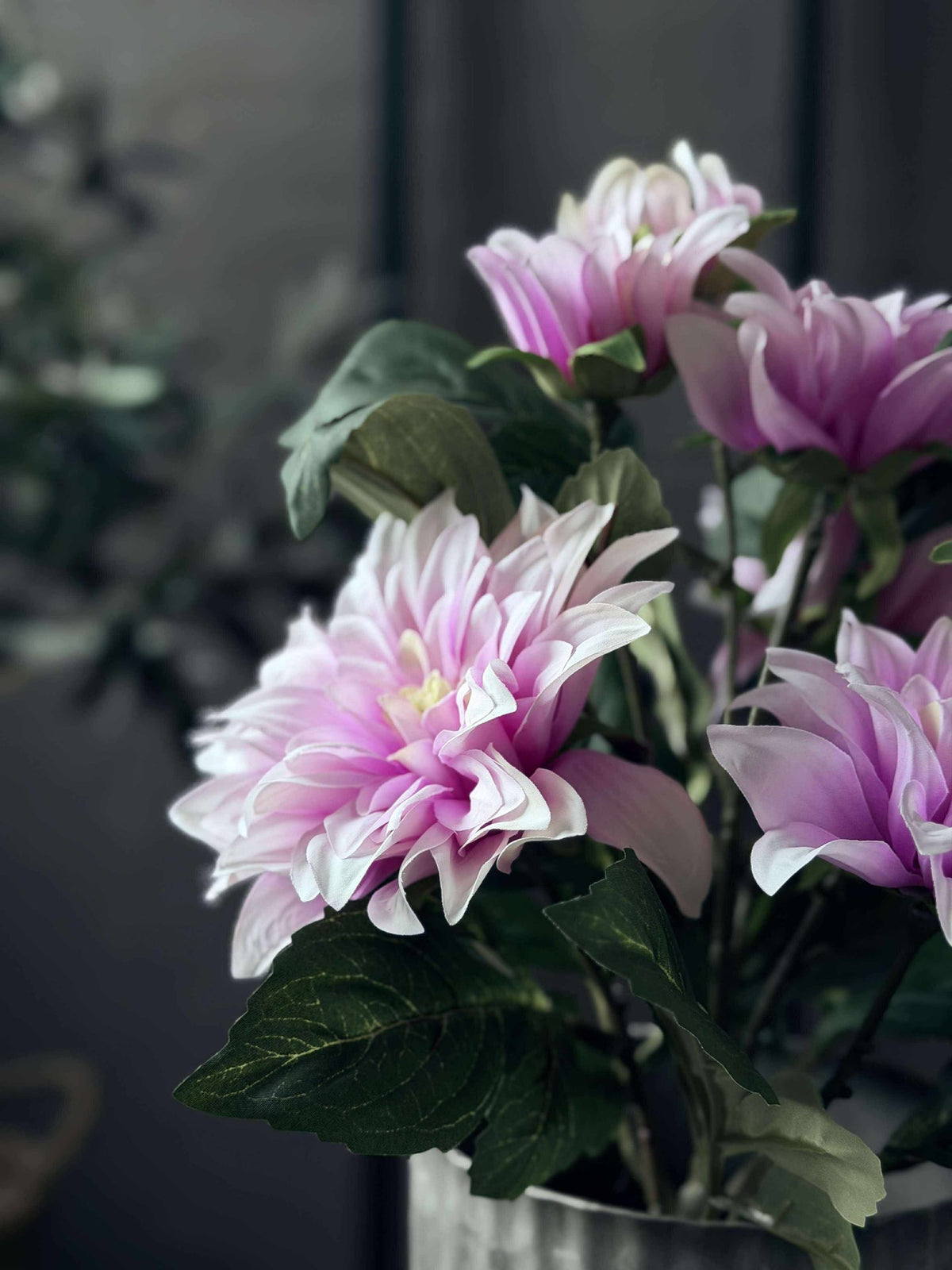 Dahlia in pot - Roze