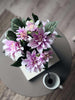 Dahlia in pot - Roze