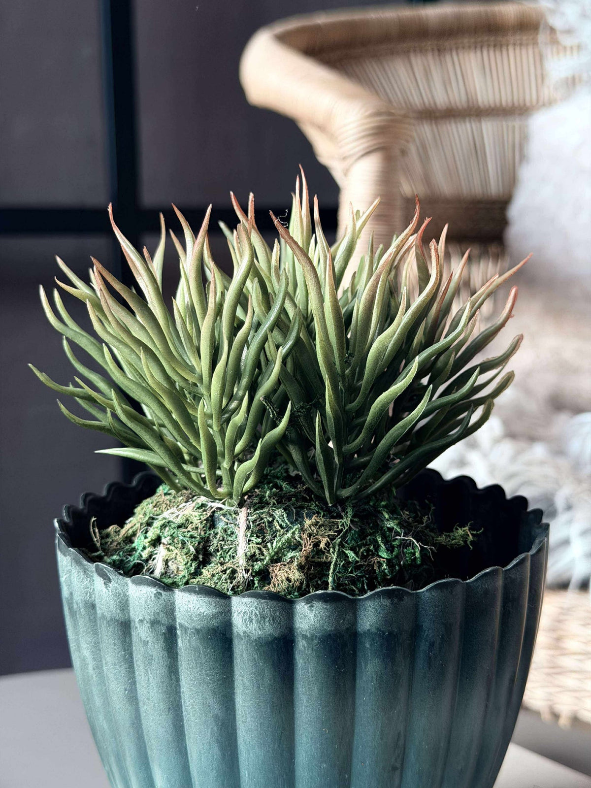 Bloem vetplant mosbal