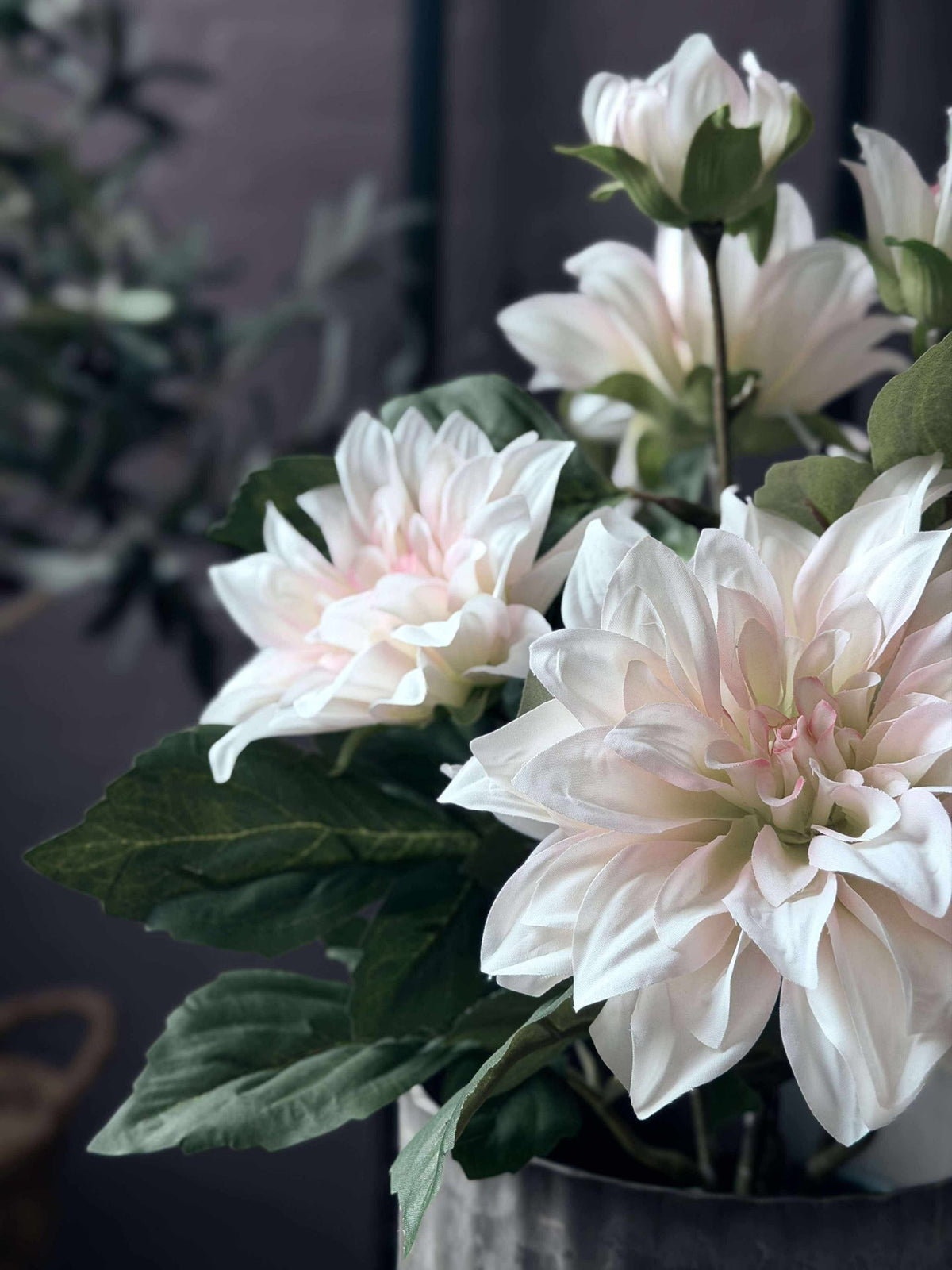 Dahlia in pot - Wit