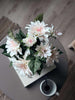 Dahlia in pot - Wit