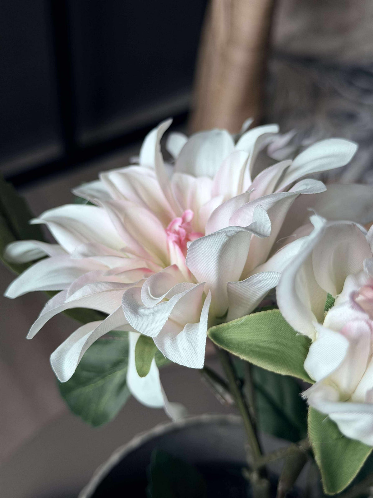 Dahlia in pot - Wit