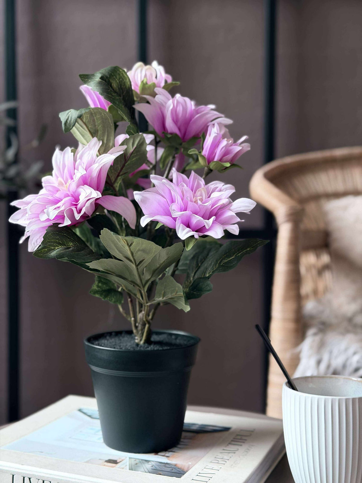 Dahlia in pot - Roze