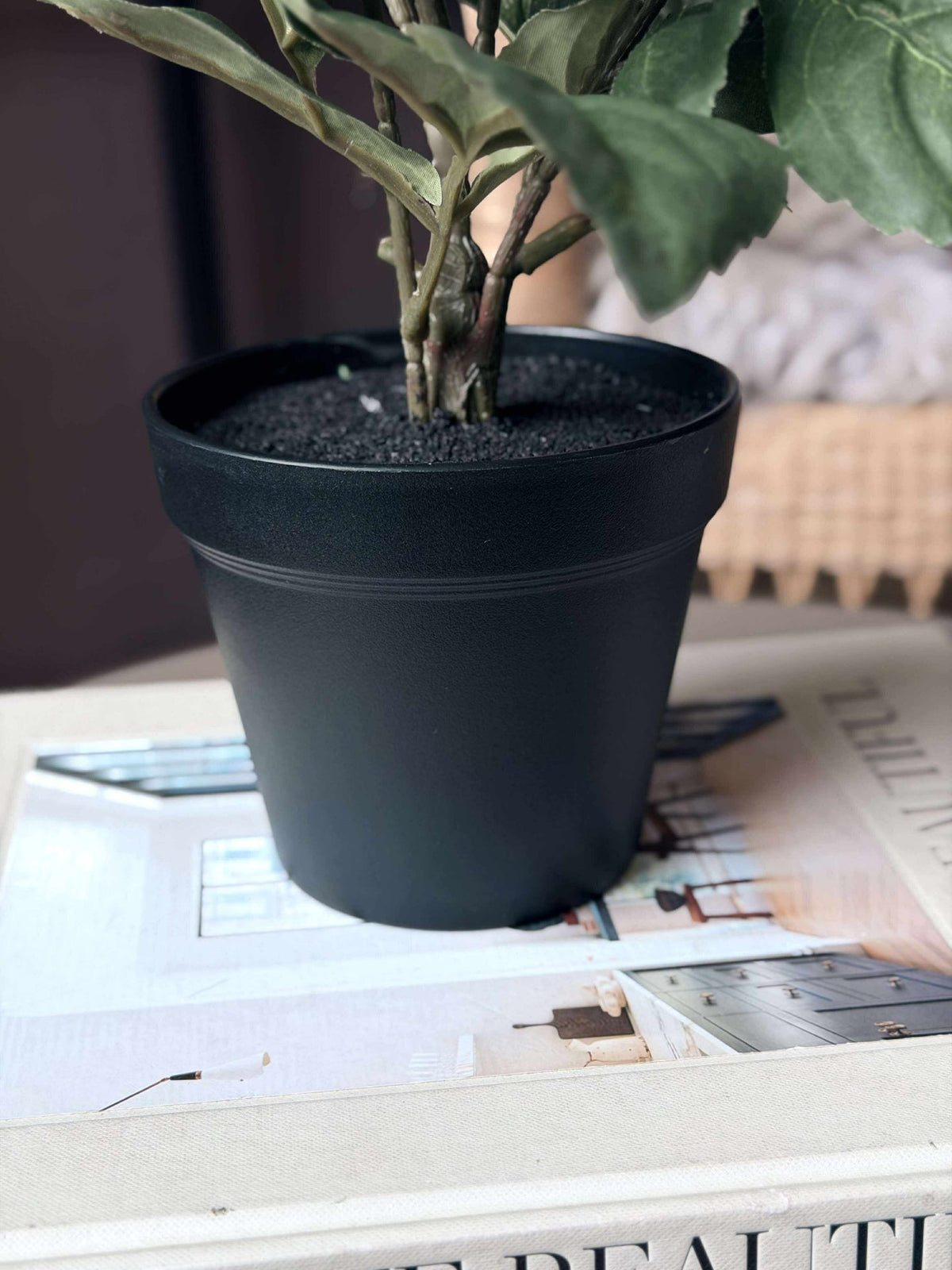 Dahlia in pot - Wit