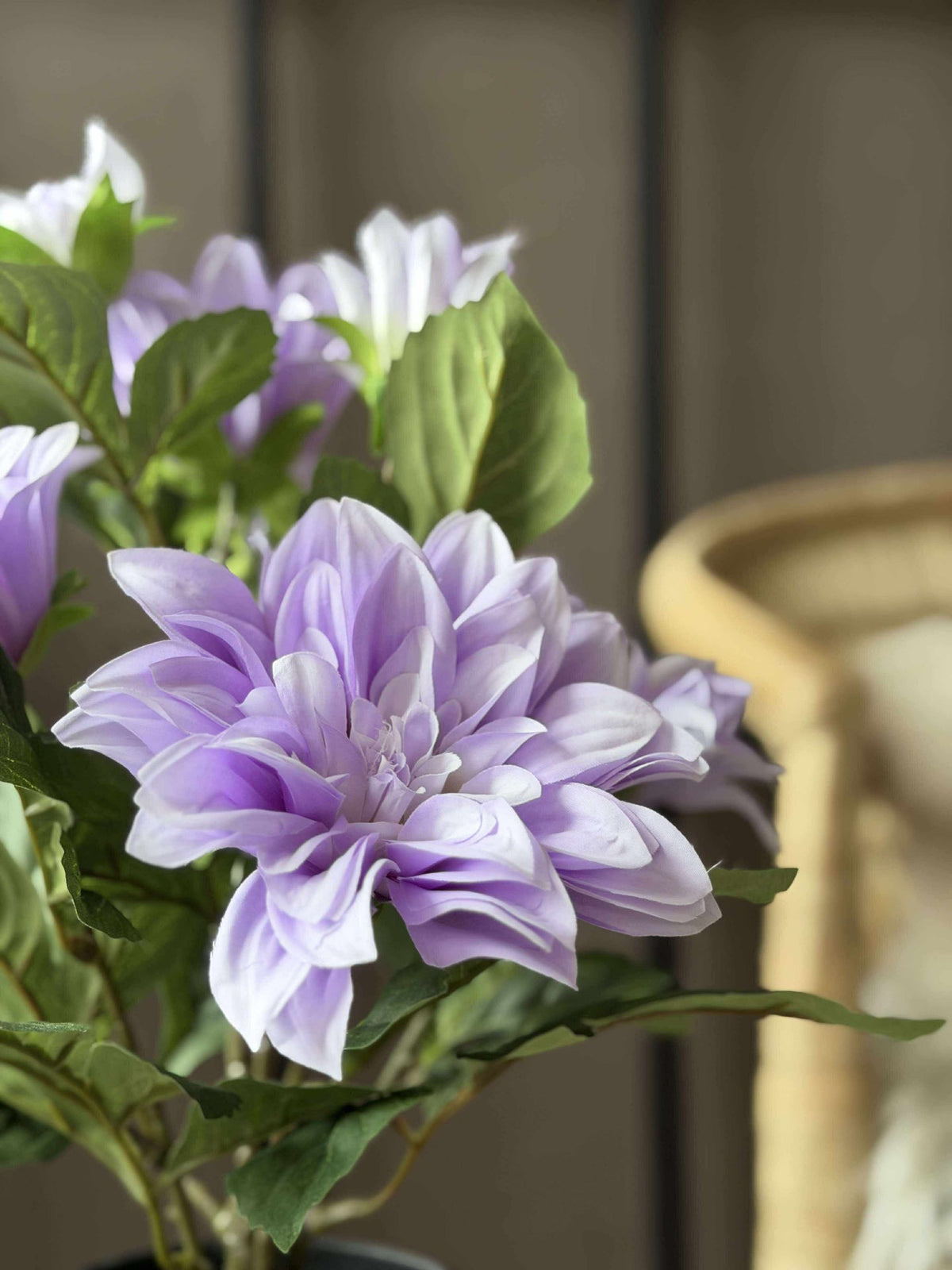 Dahlia in pot - Paars
