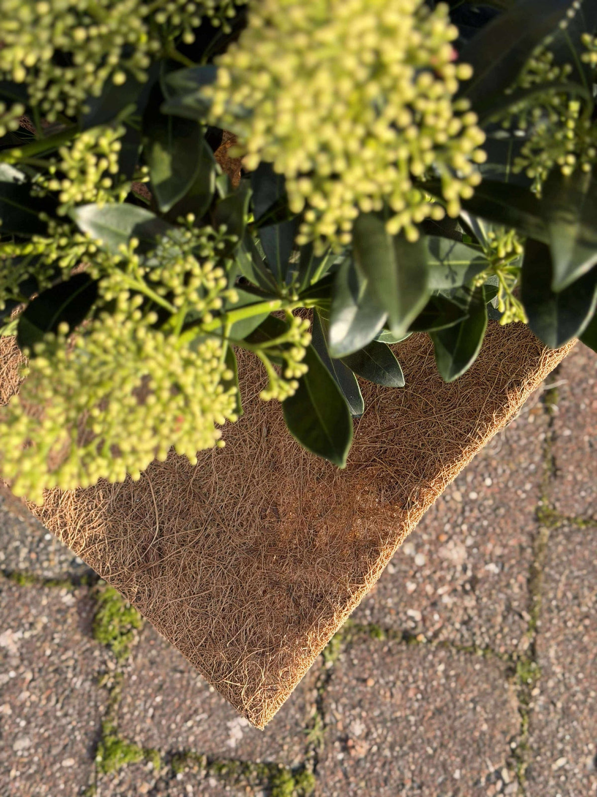 Plantbescherming Kokos - Set met 3 stuks