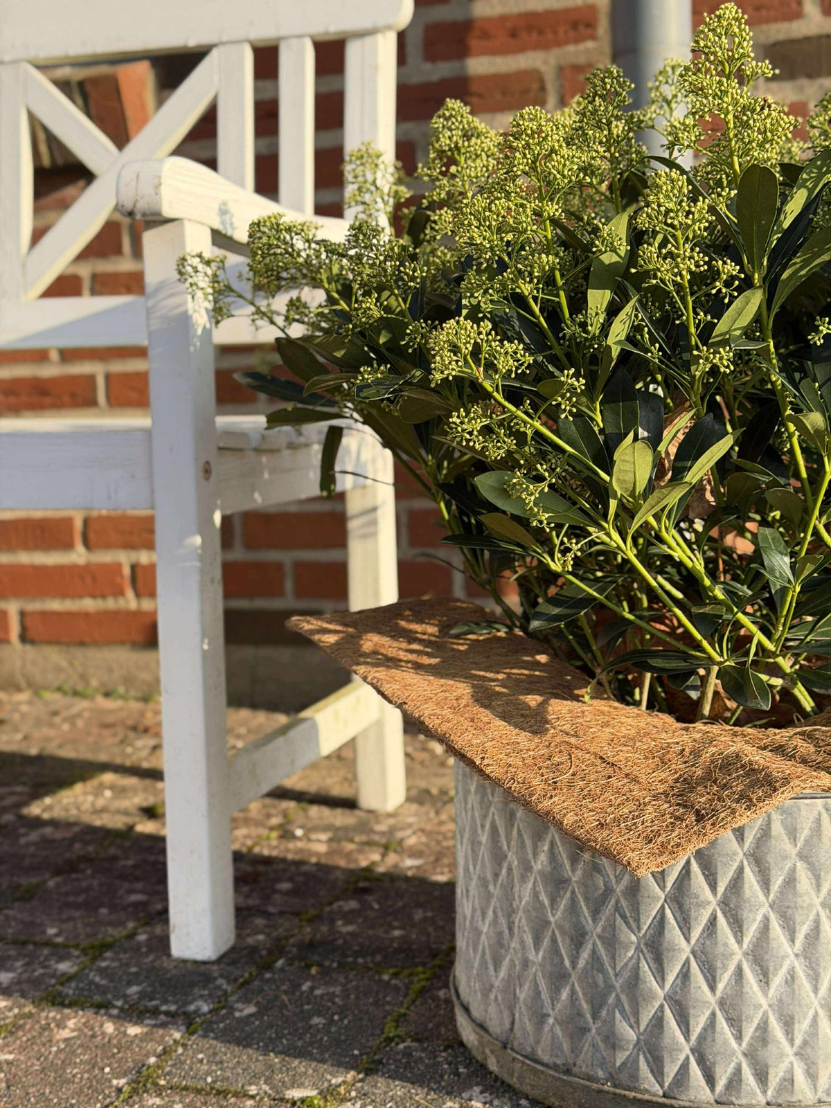 Plantbescherming Kokos - Set met 3 stuks