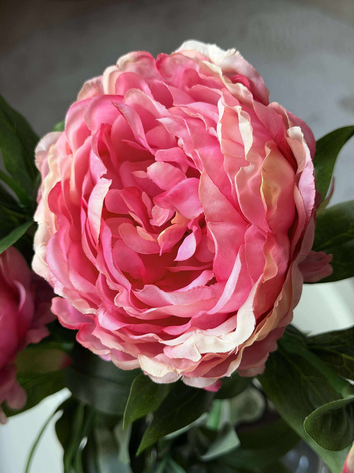 Pioen 60 cm - Meerdere kleuren