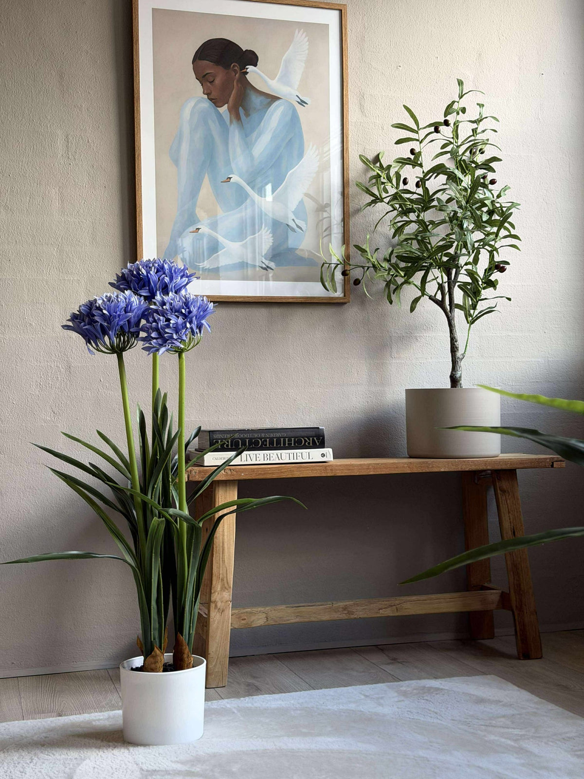 Agapanthus 80cm - meerdere kleuren