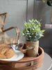 Bloem in pot