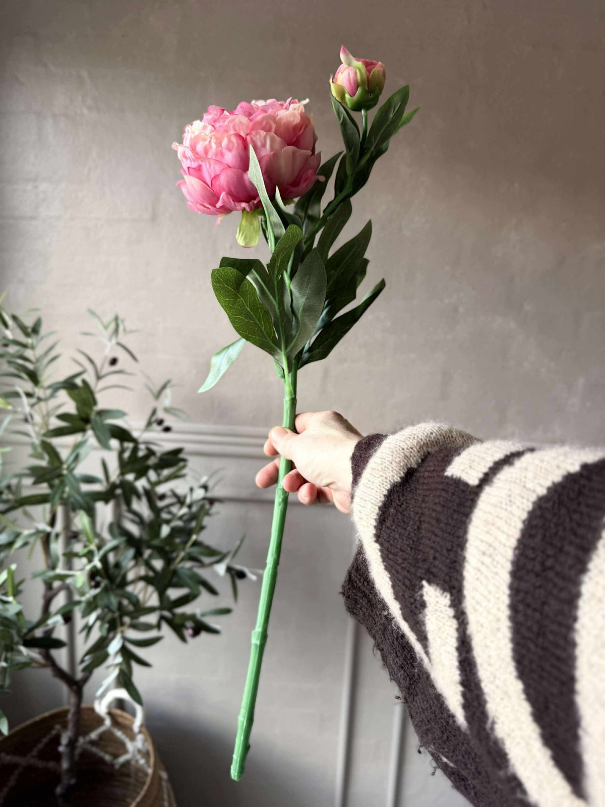 Pioen 60 cm - Meerdere kleuren