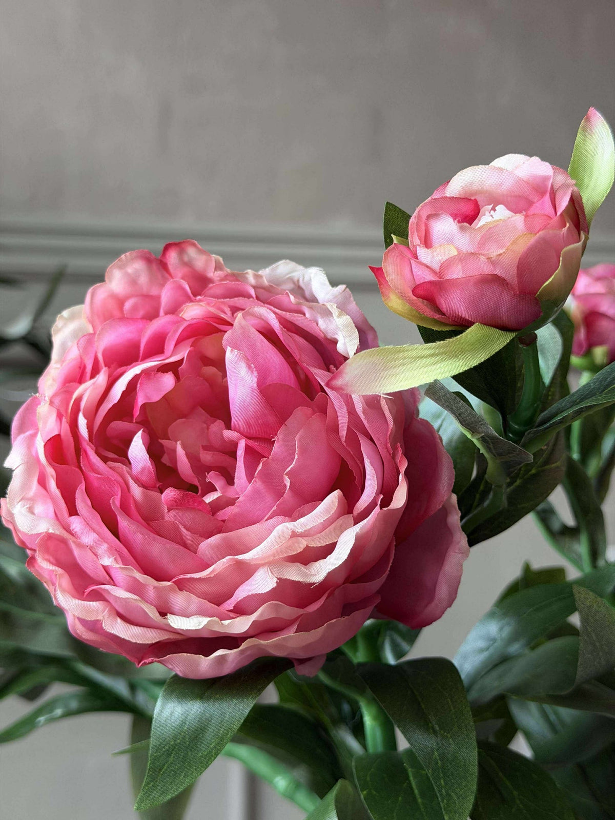 Pioen 60 cm - Meerdere kleuren