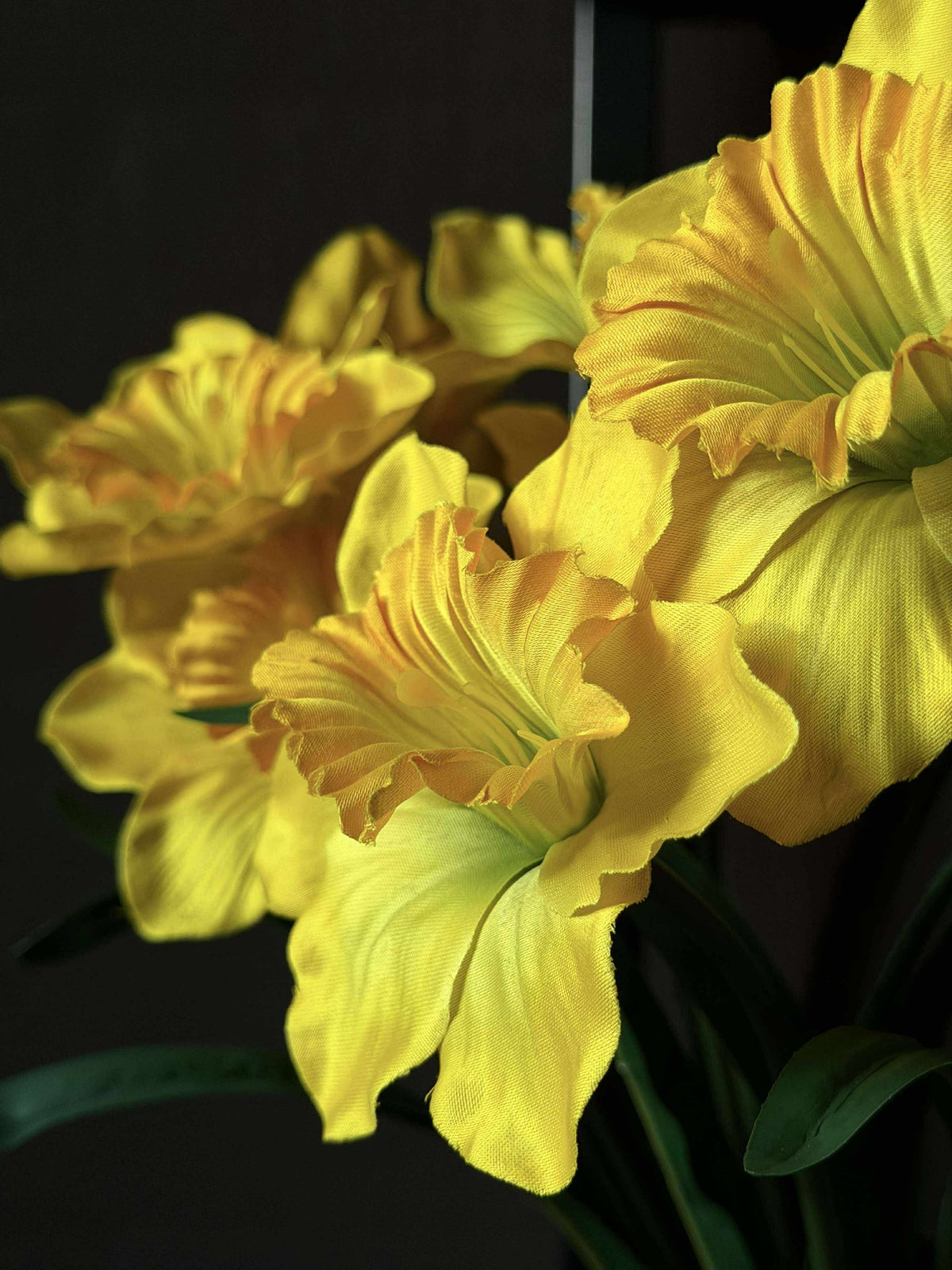 Narcis - Geel