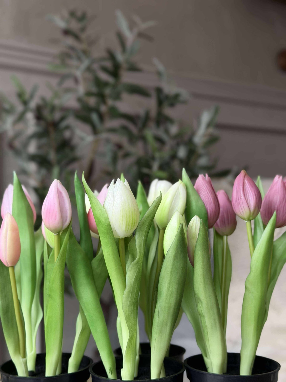 Tulip in pot - Donkerroze
