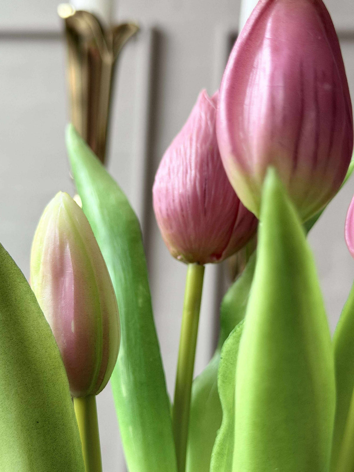 Tulip in pot - Donkerroze