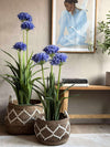 Agapanthus 80cm - meerdere kleuren