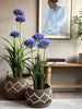 Agapanthus 80cm - meerdere kleuren