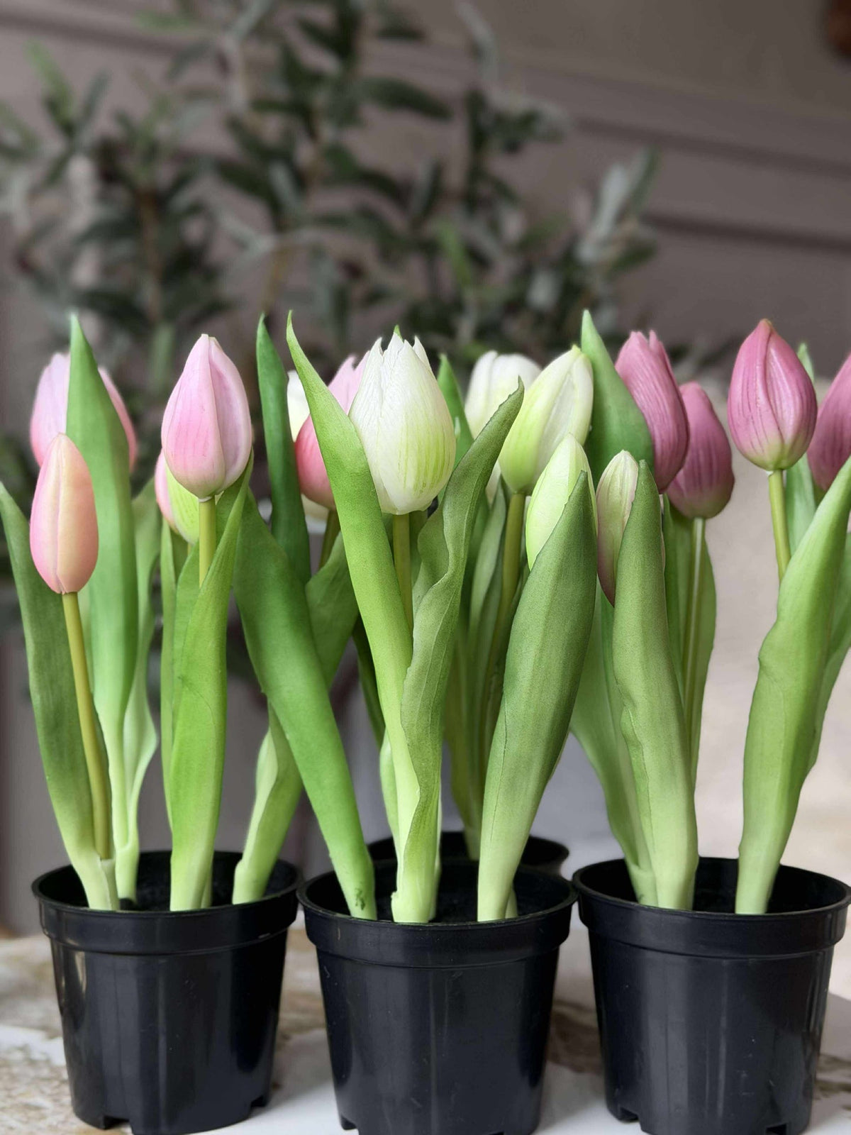 Tulip in pot - Donkerroze