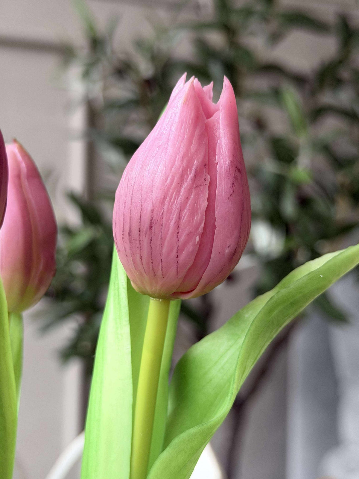 Tulip in pot - Donkerroze