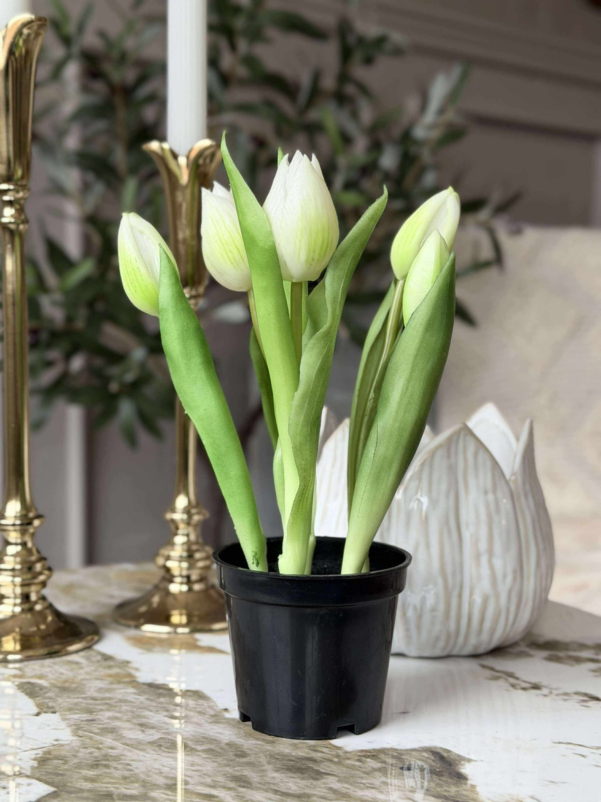Tulp in pot - Wit