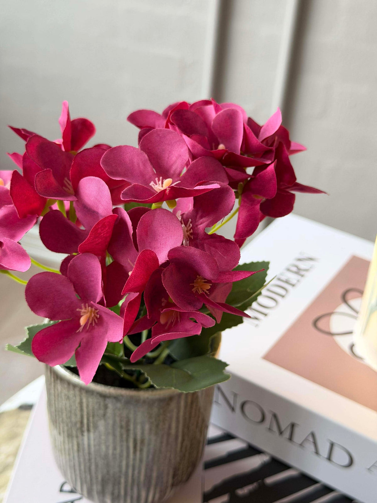 Mini hortensia in pot - meerdere kleuren