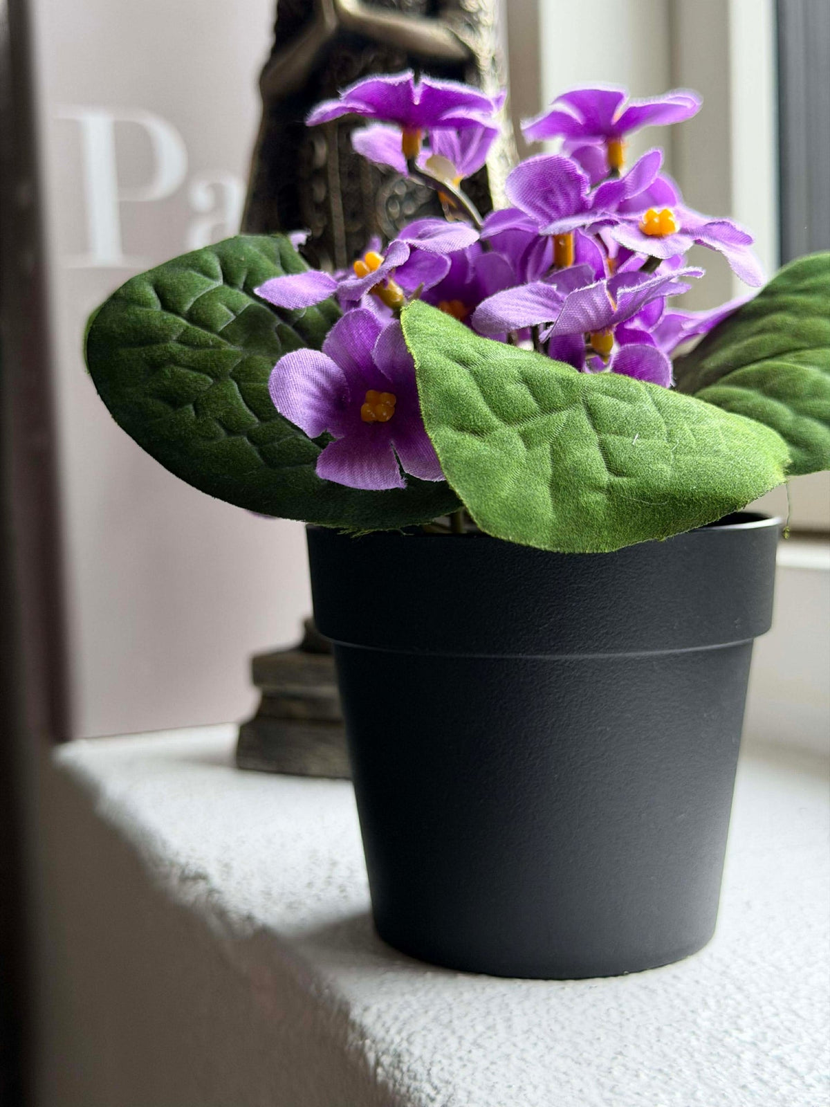 Saintpaulia in pot - meerdere kleuren