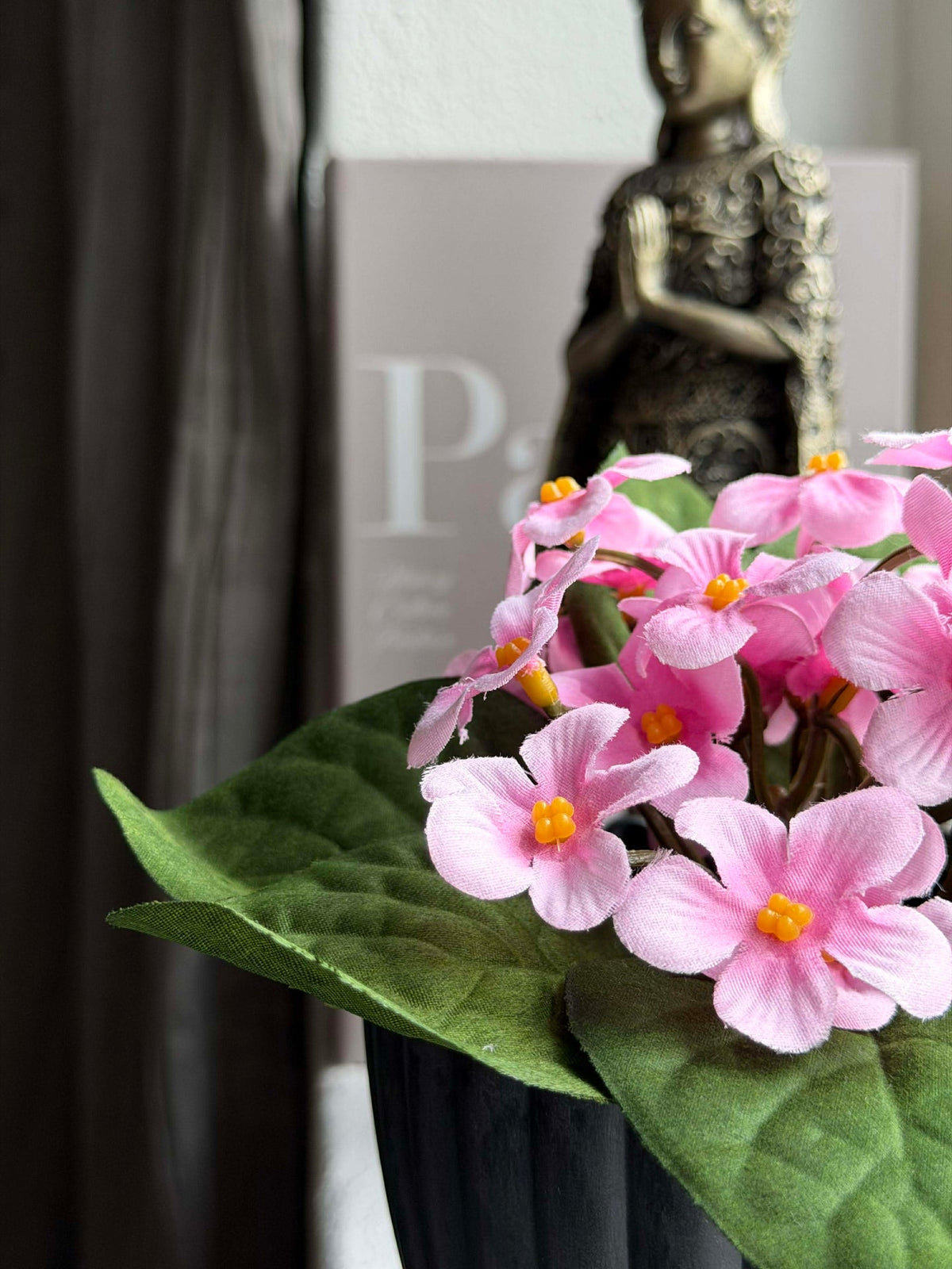 Saintpaulia in pot - meerdere kleuren