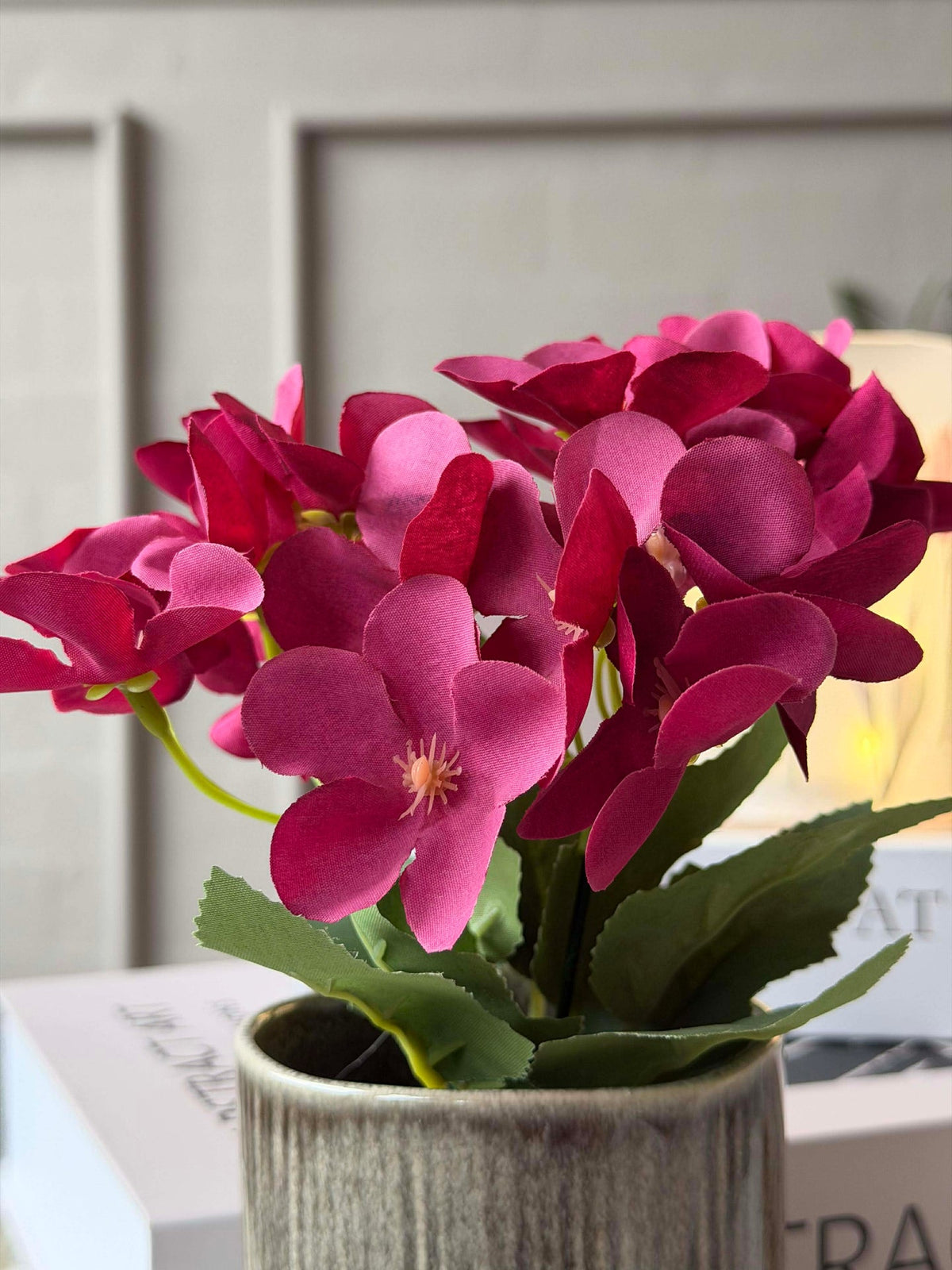 Mini hortensia in pot - meerdere kleuren