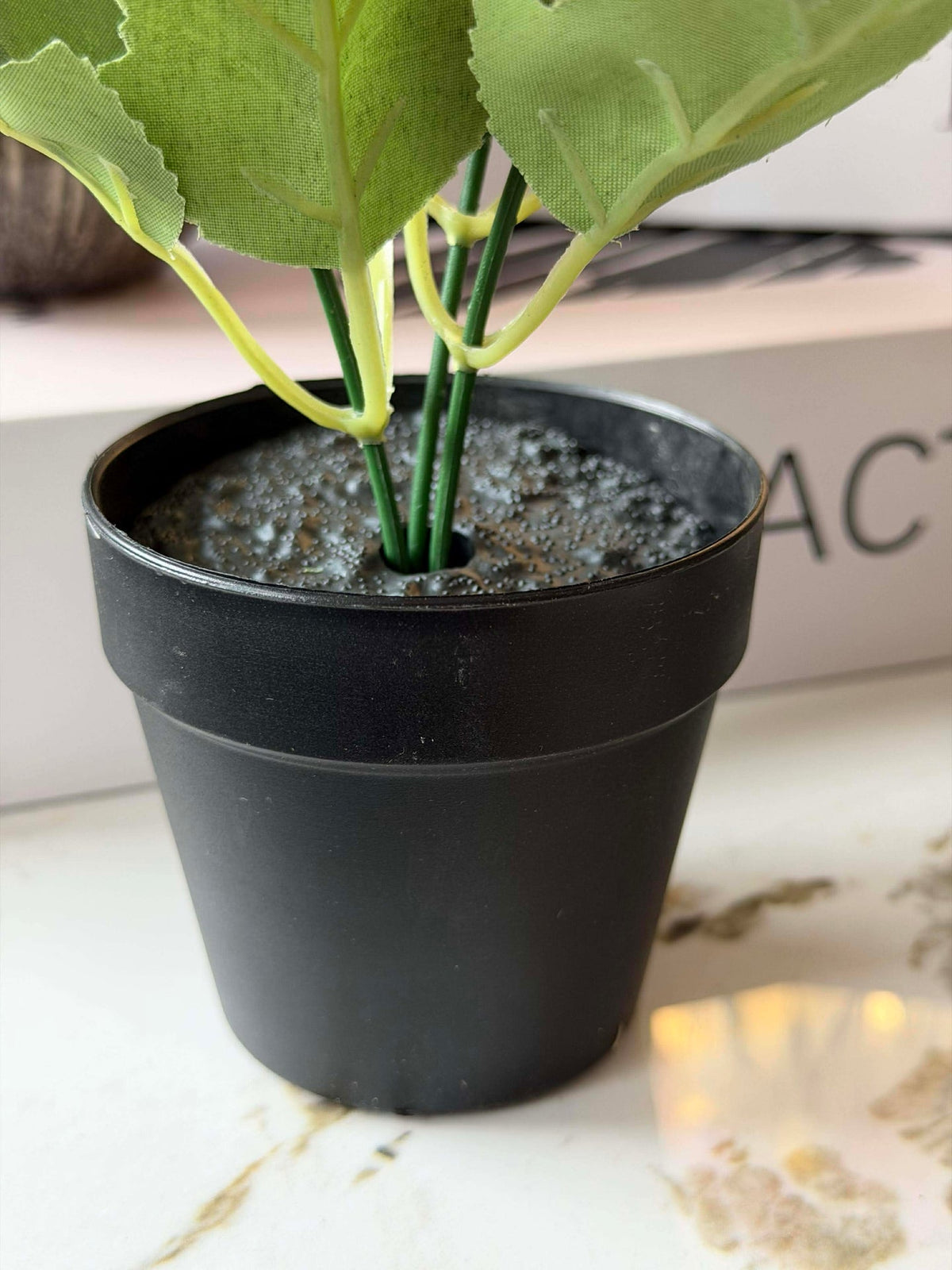 Mini hortensia in pot - meerdere kleuren