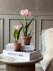 Orchidee in Pot Roze - Meerdere maten