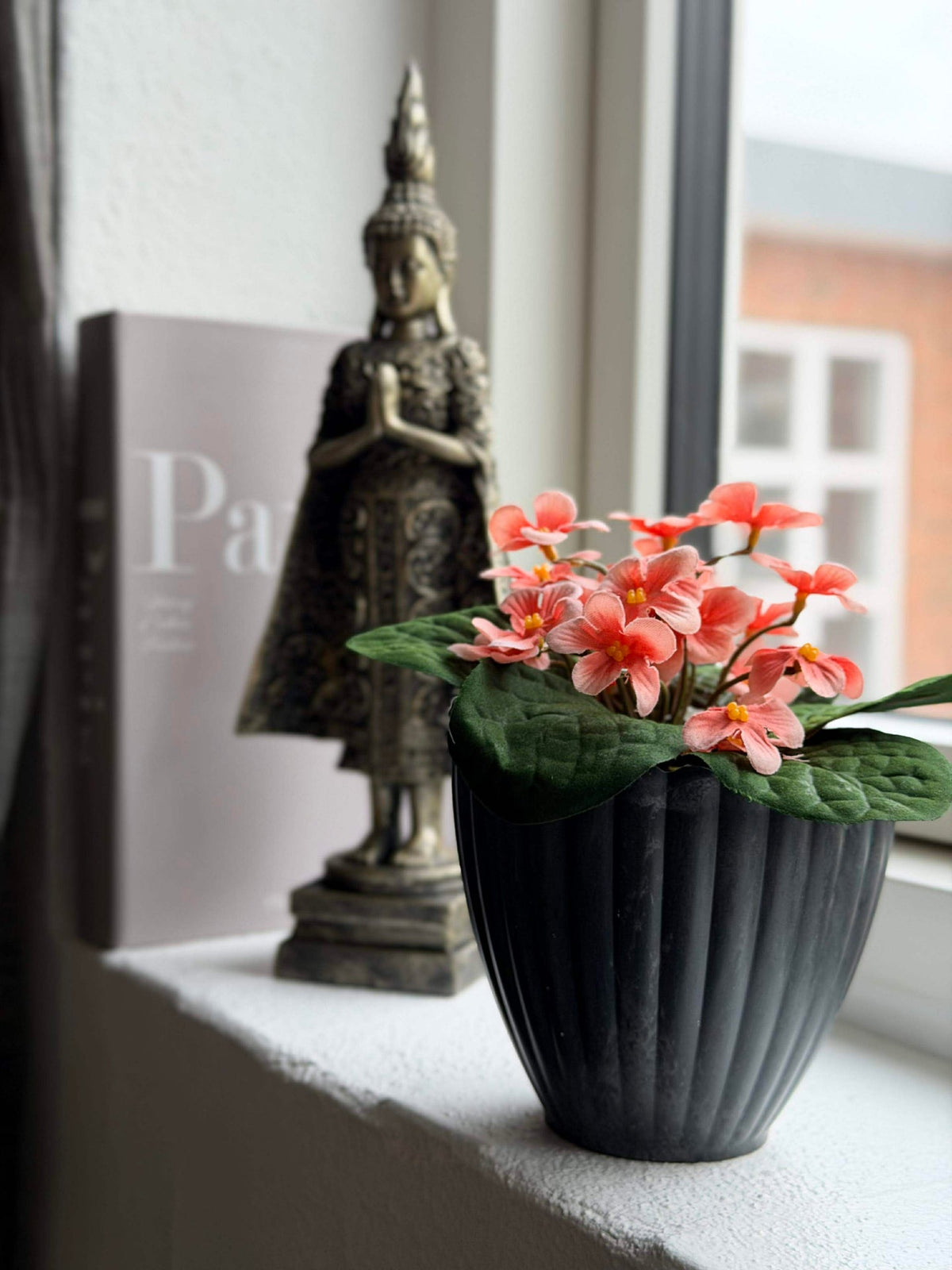 Saintpaulia in pot - meerdere kleuren