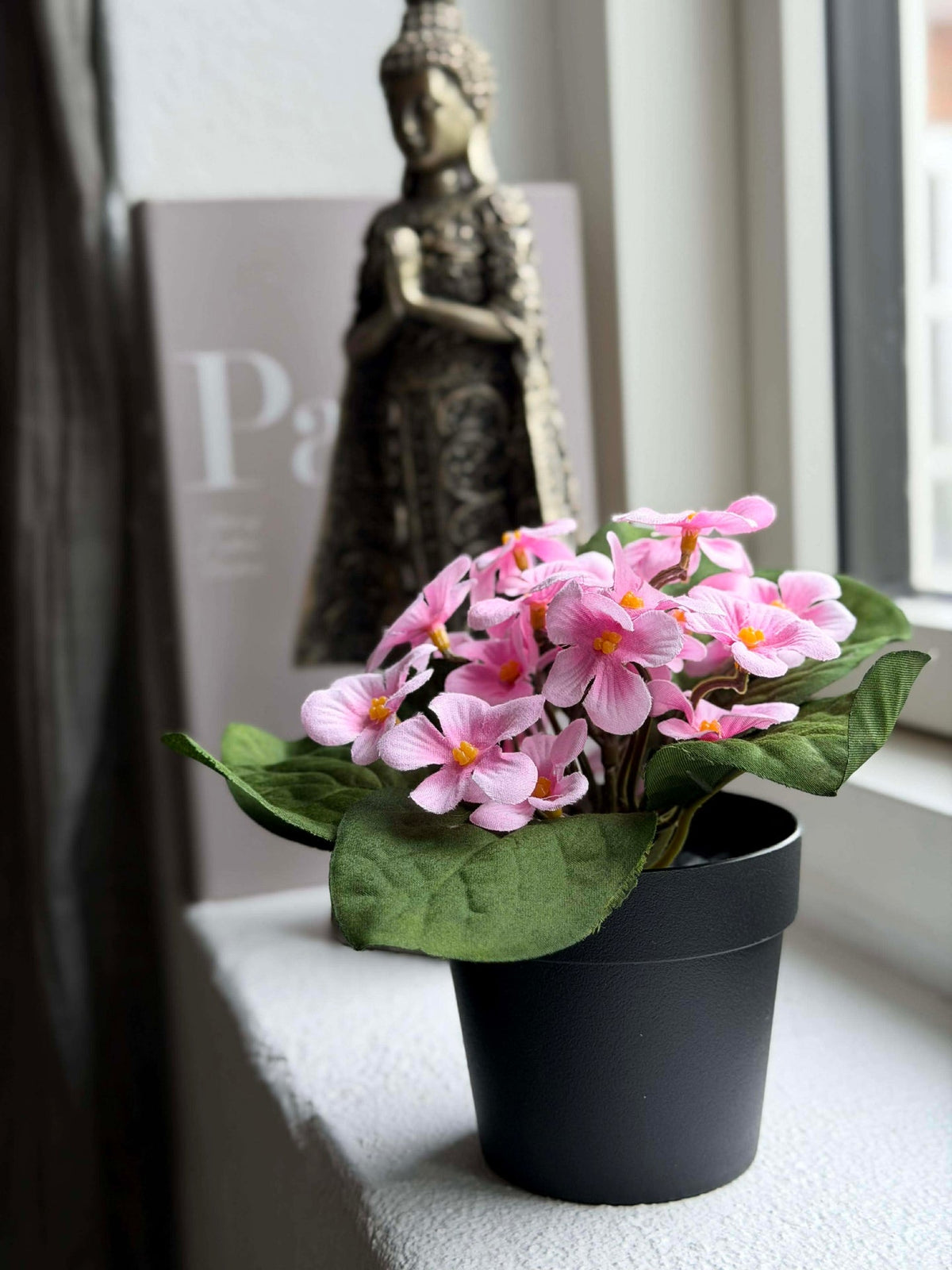 Saintpaulia in pot - meerdere kleuren