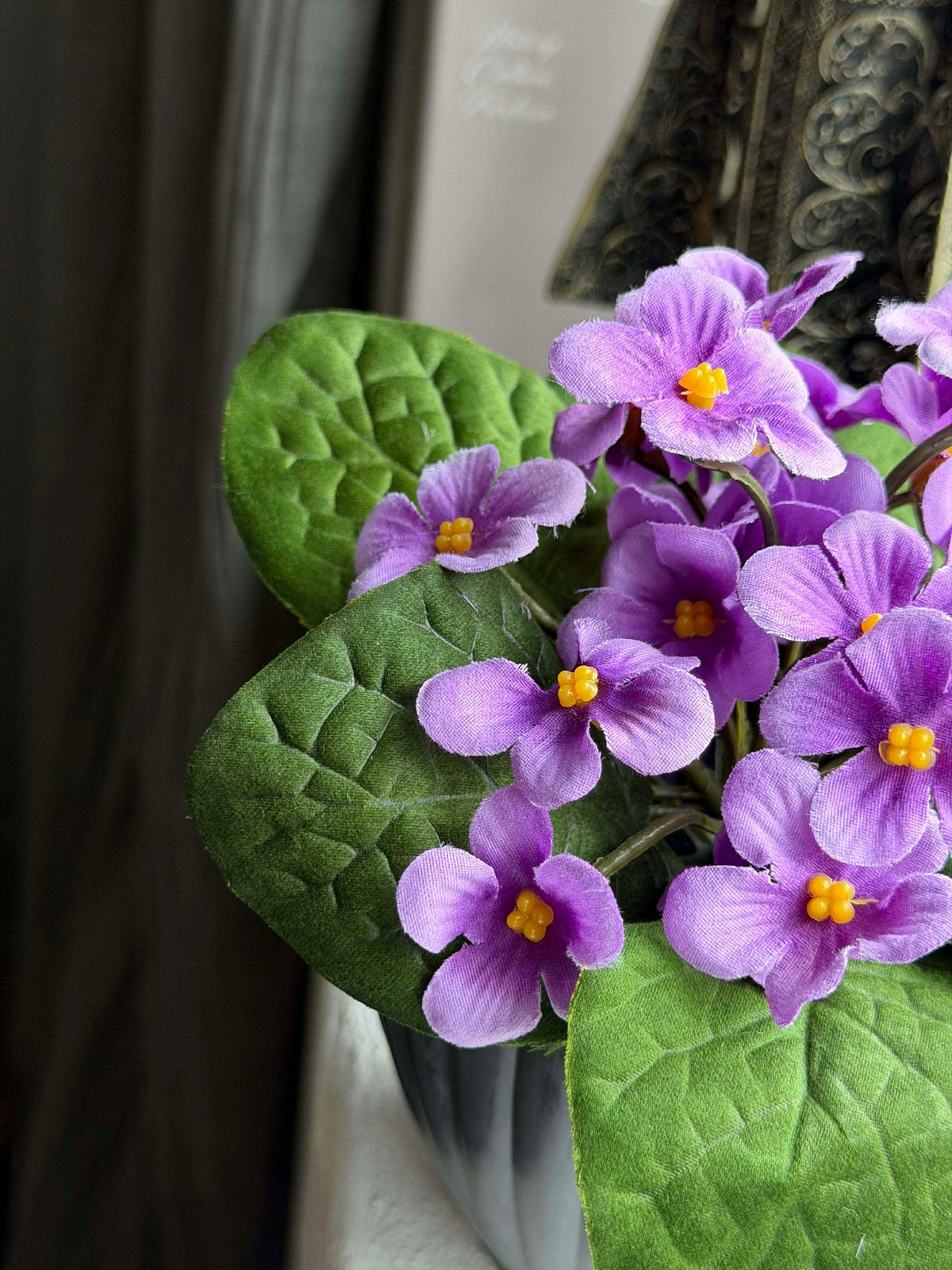 Saintpaulia in pot - meerdere kleuren