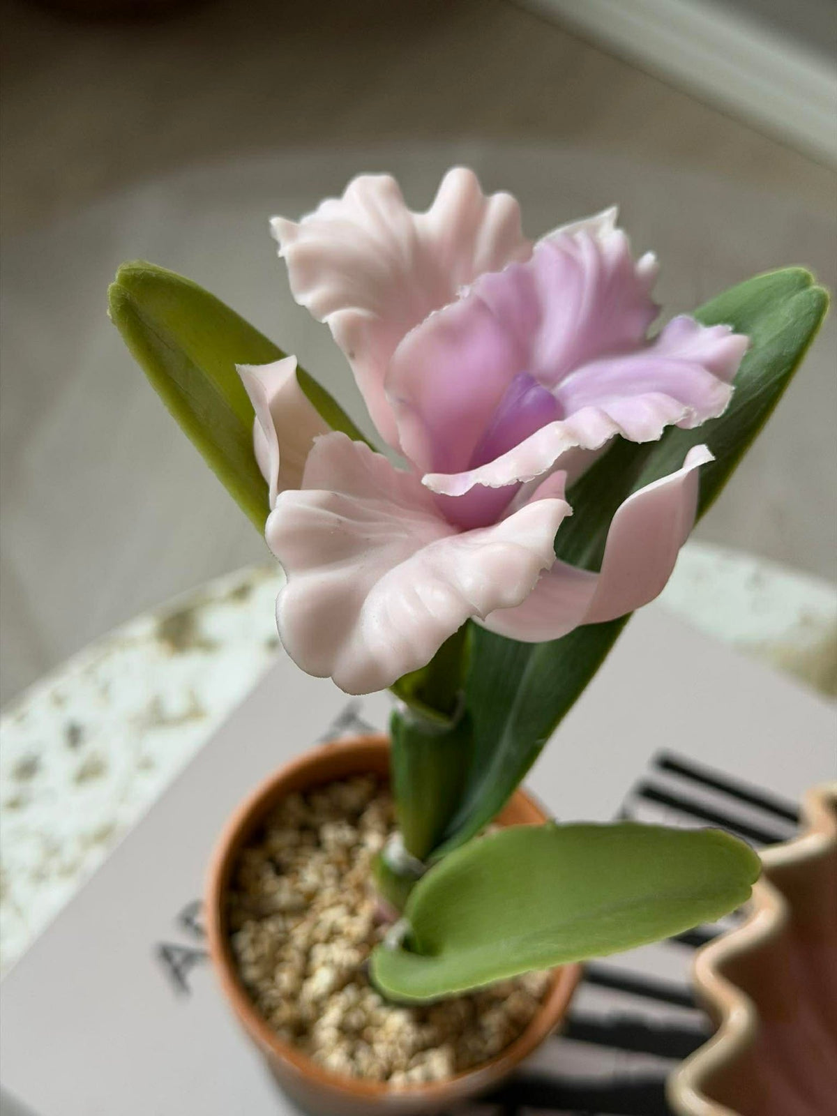 Orchidee in Pot Roze - Meerdere maten
