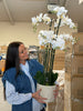 Orchidee in Pot 105 cm - Wit