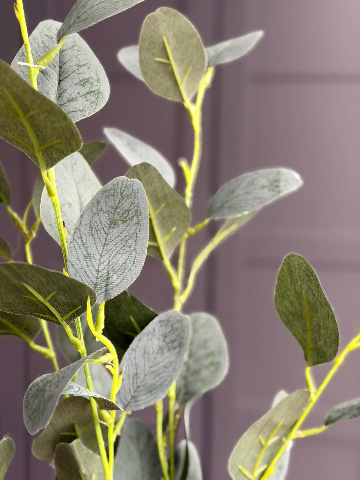 Eucalyptus tak - 100 cm