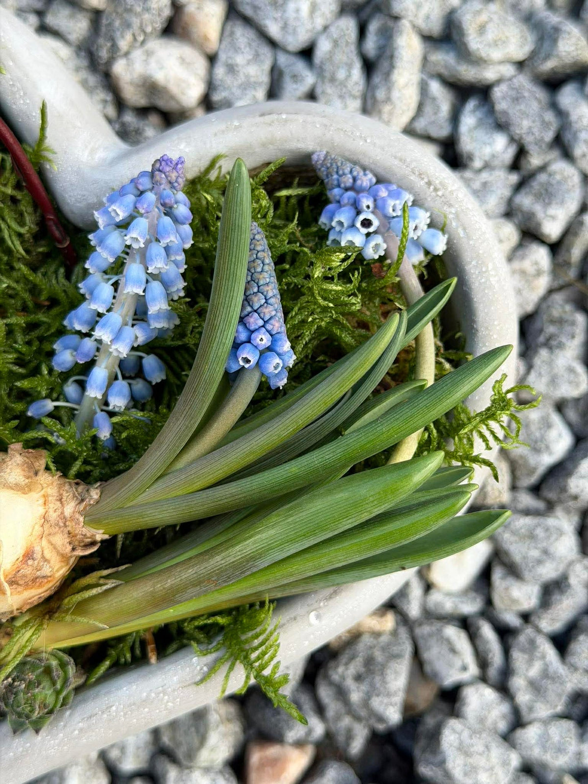 Hart voor beplanting