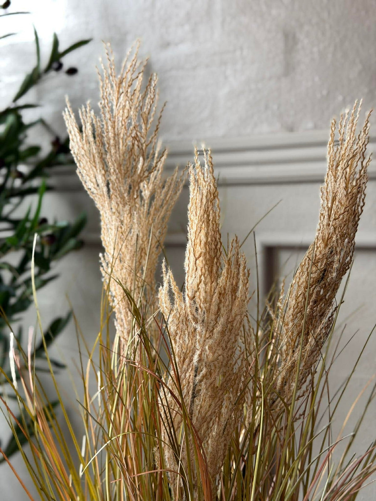 Pampas in pot voor binnen en buiten - 60 cm