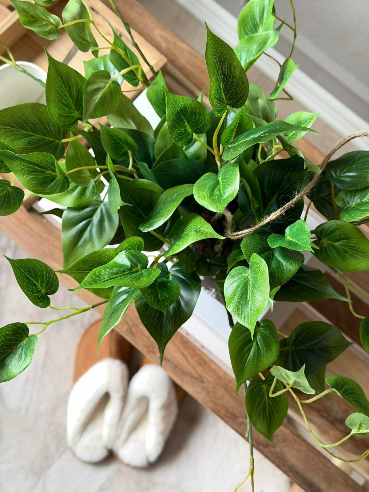 Hangplant hart philodendron